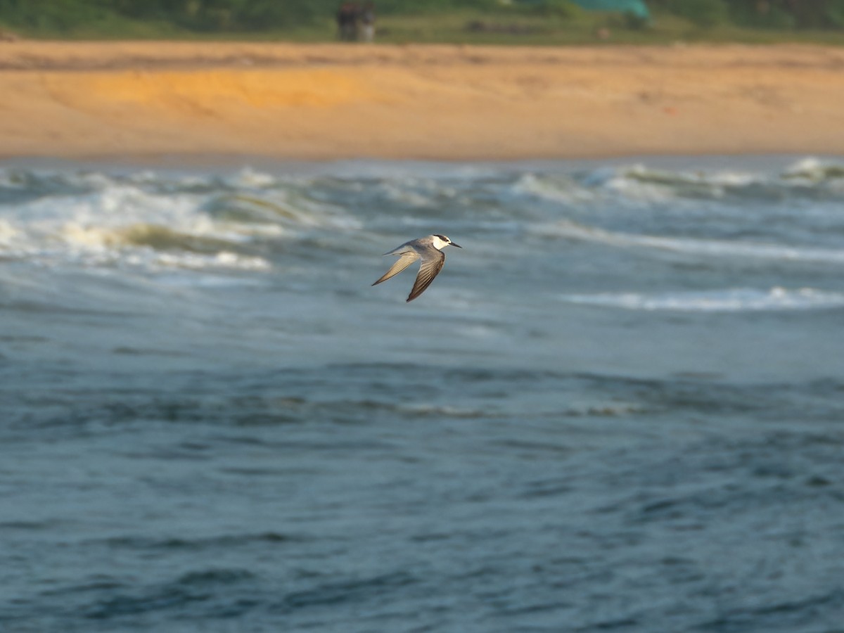 小燕鷗 - ML642659035