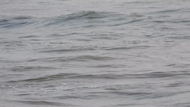 Txenadatxo arrunta - ML642659055