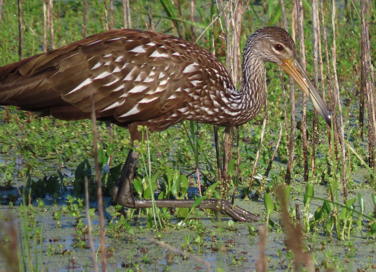 Limpkin - ML642659057