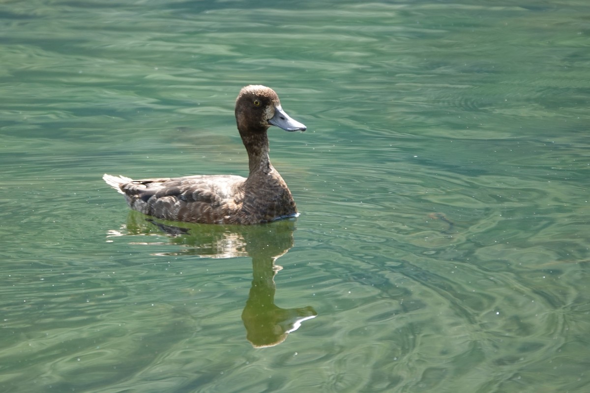 Lesser Scaup - ML642659058