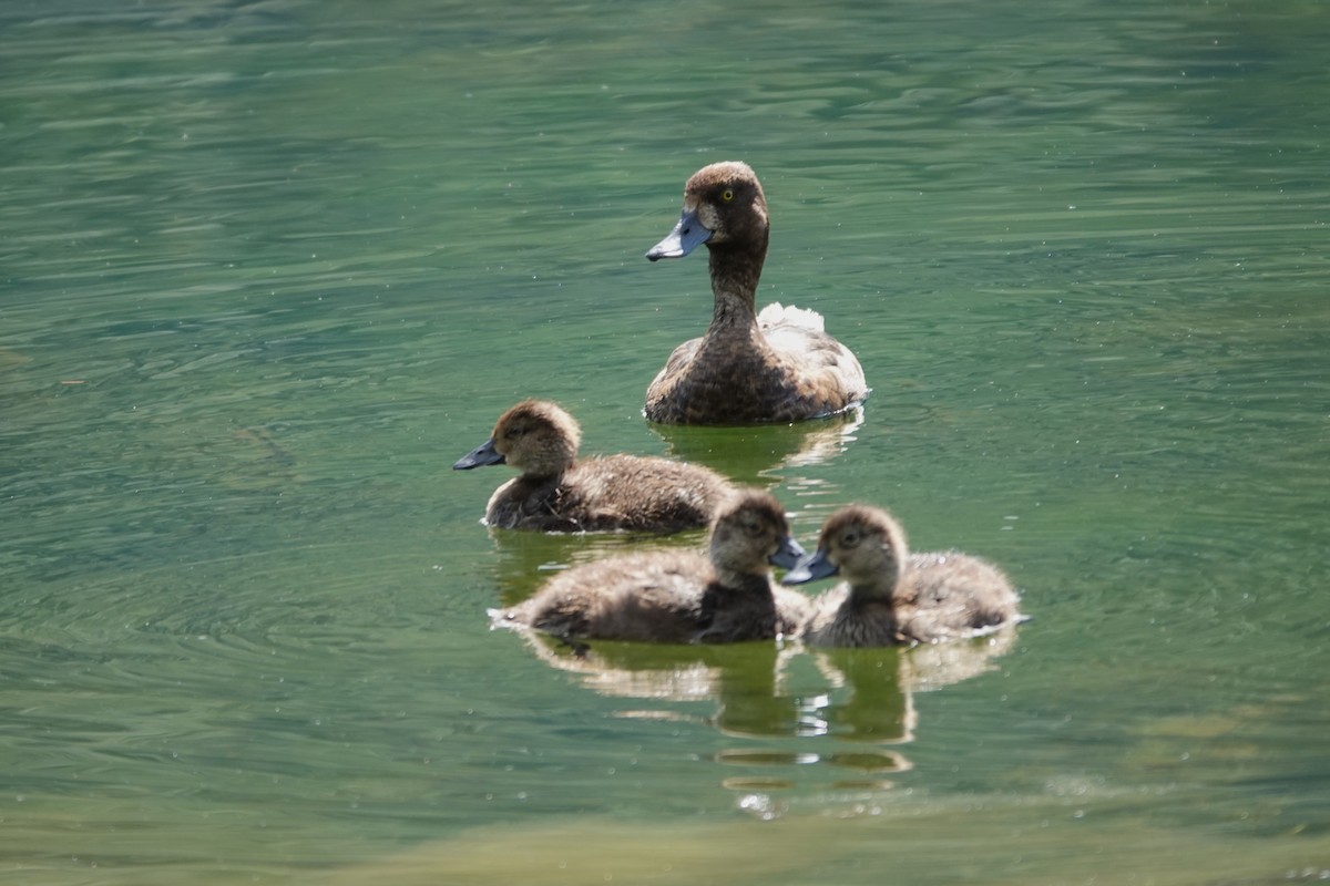 Lesser Scaup - ML642659060