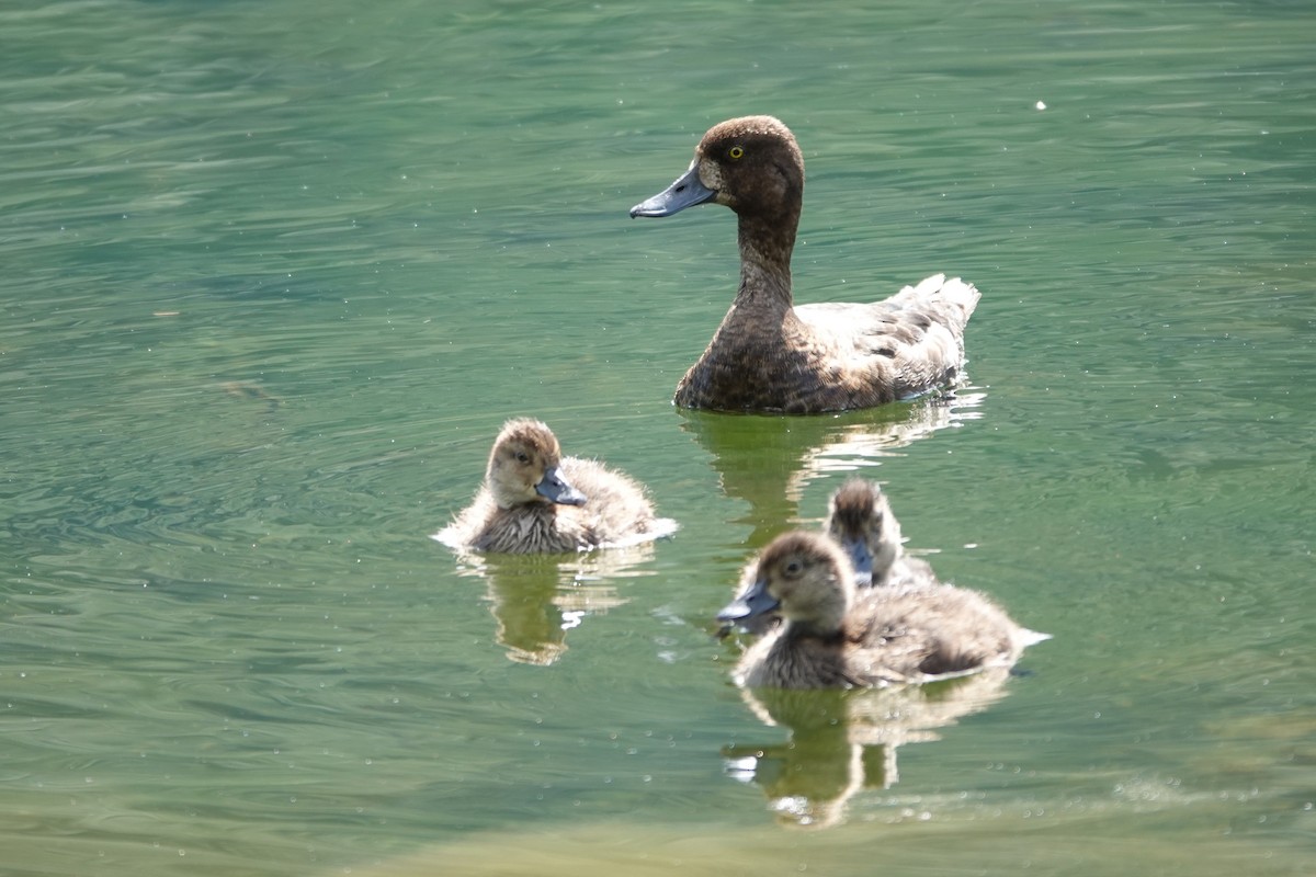 Lesser Scaup - ML642659061
