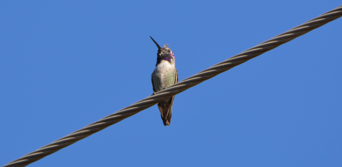 Costa's Hummingbird - ML642659074