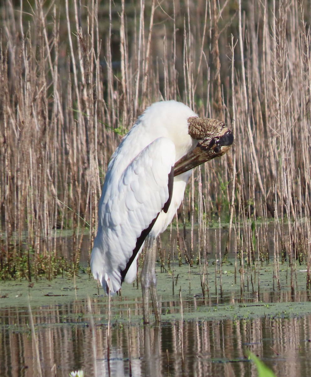 Wood Stork - ML642659075