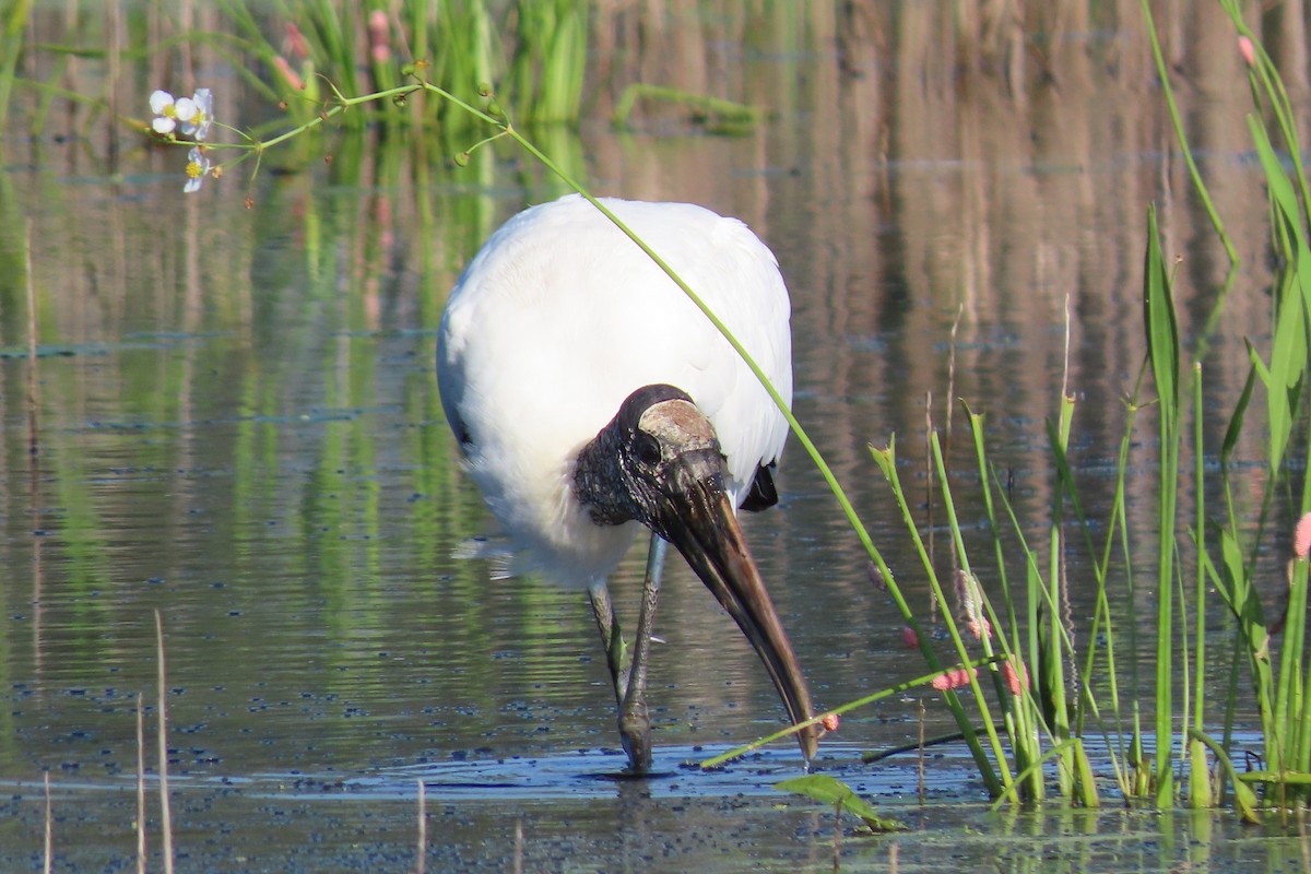 Wood Stork - ML642659076