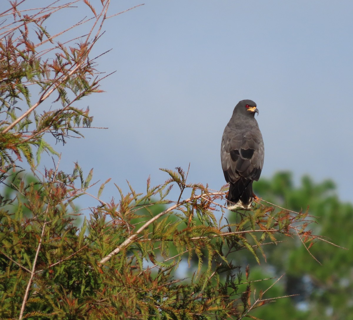 Snail Kite - ML642659088