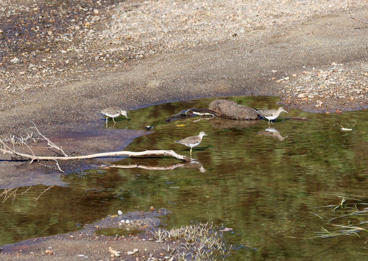eremittsnipe - ML642659109