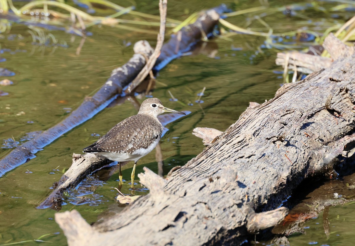 eremittsnipe - ML642659110