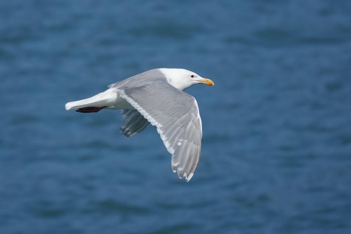 Glaucous-winged Gull - ML642659130