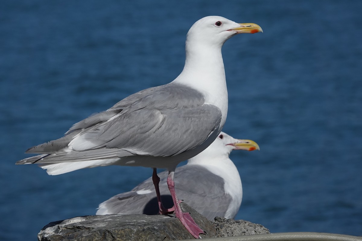 Glaucous-winged Gull - ML642659131