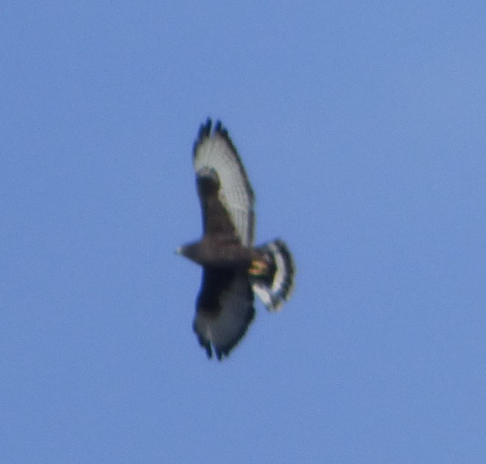 Broad-winged Hawk - ML642659140