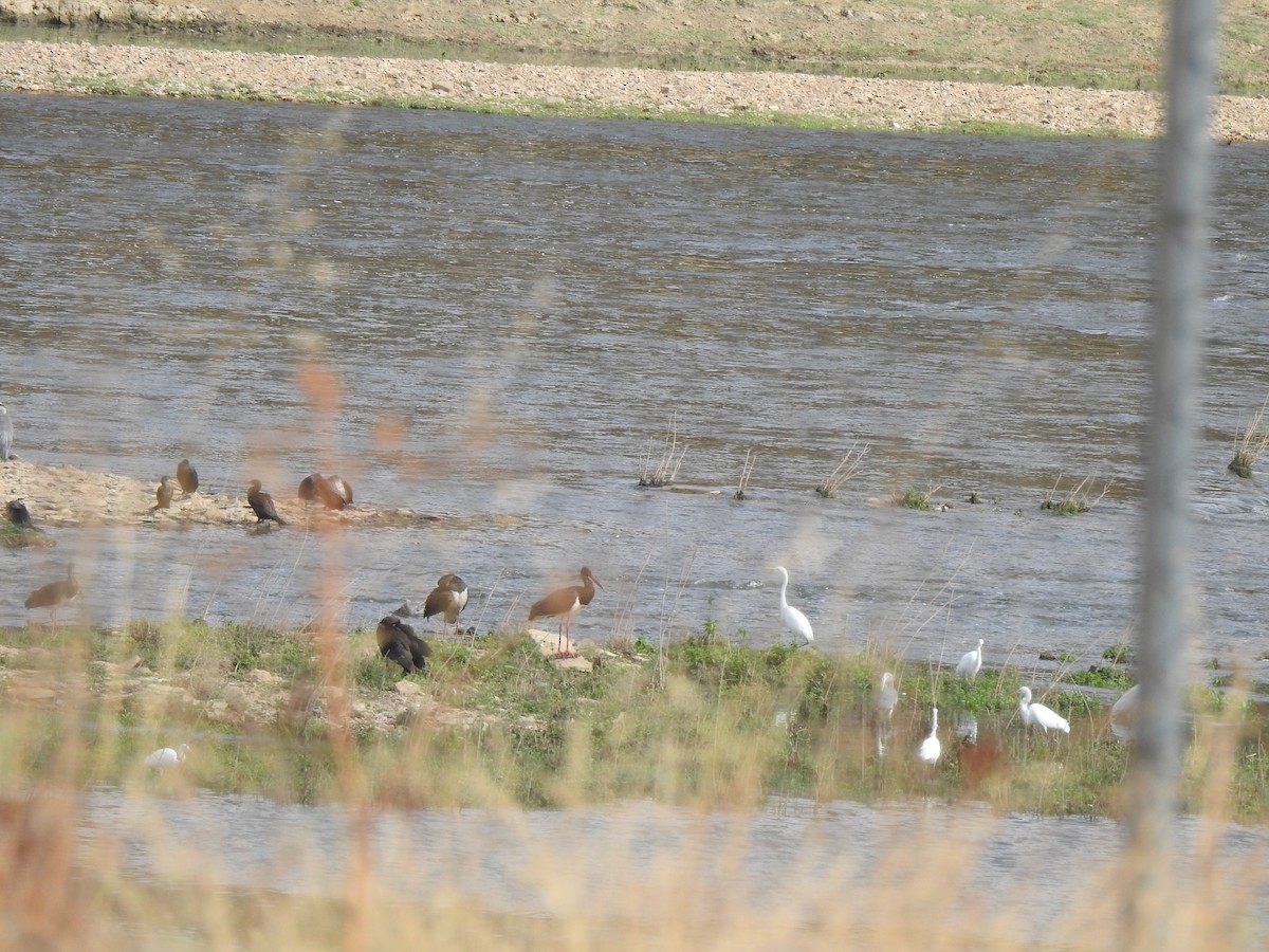 svartstork - ML642659158