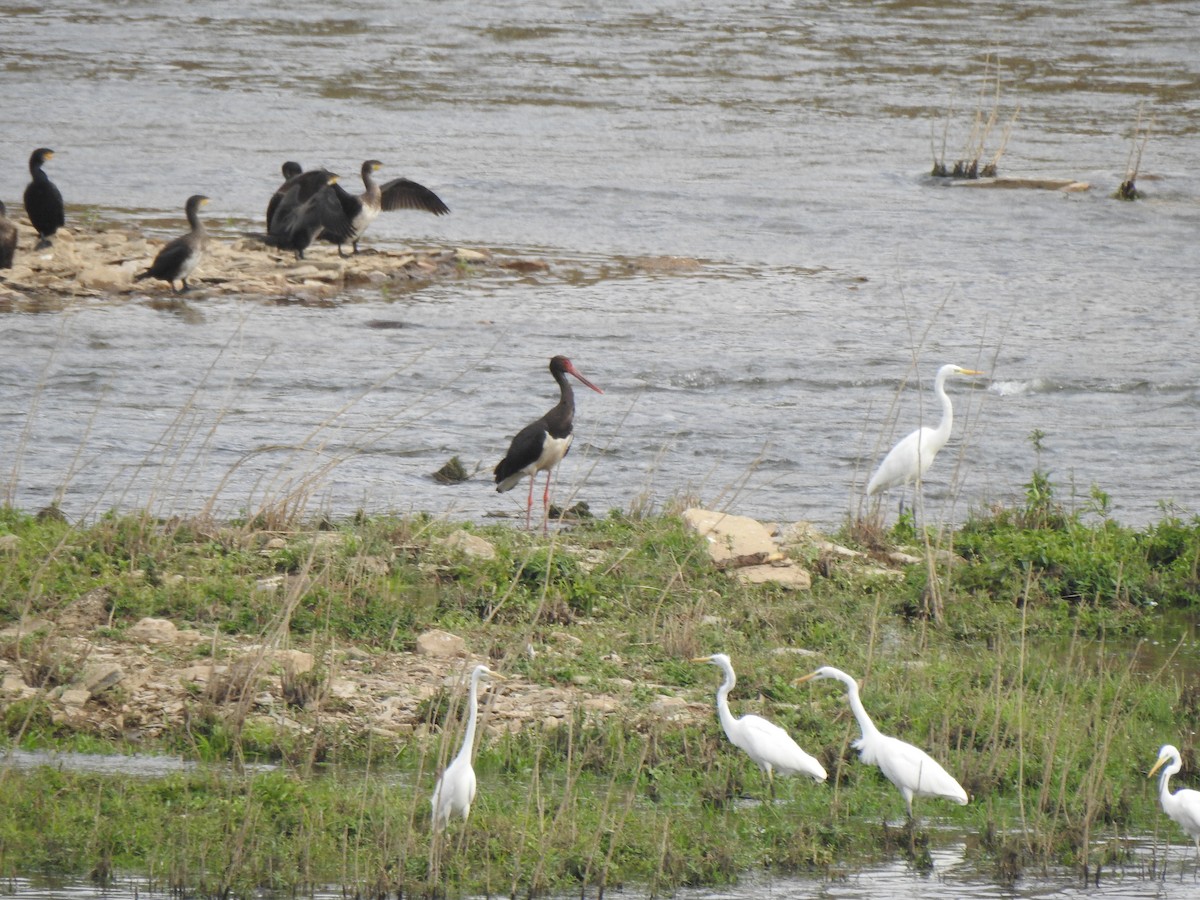 svartstork - ML642659159