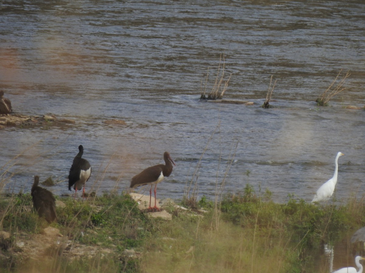 svartstork - ML642659160