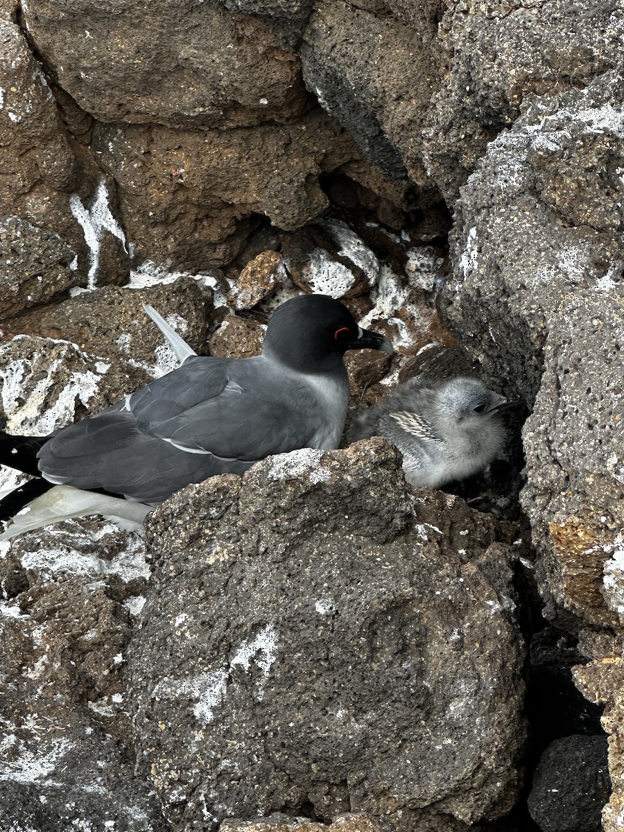 Swallow-tailed Gull - ML642659169