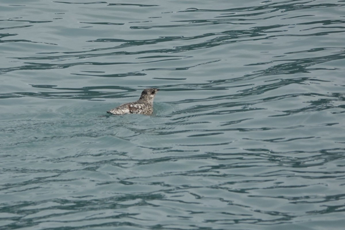 Kittlitz's Murrelet - ML642659170