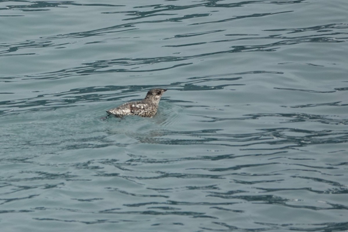 Kittlitz's Murrelet - ML642659171