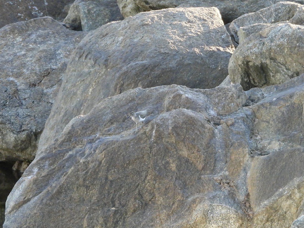 pisík americký - ML642659179
