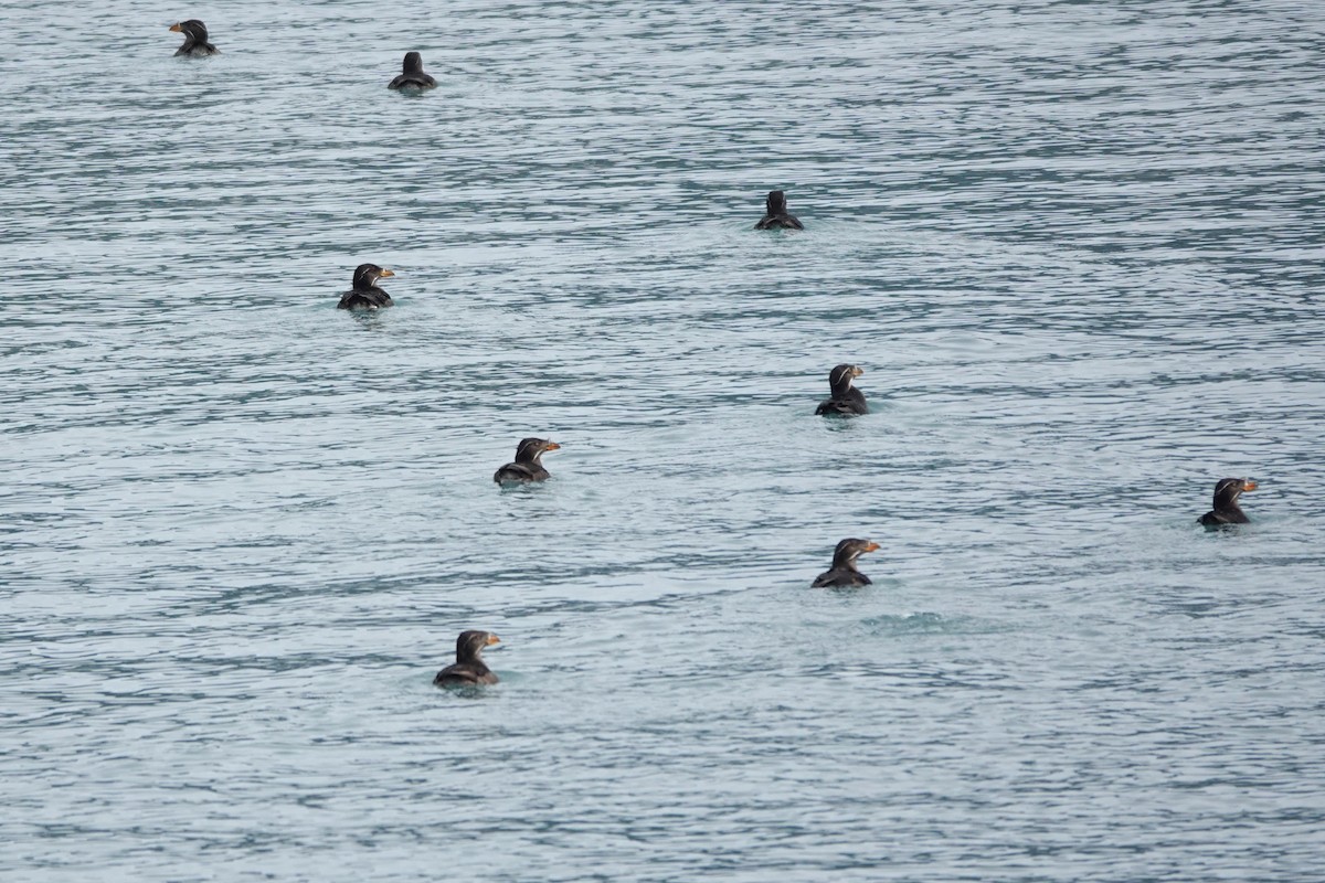 Rhinoceros Auklet - ML642659189