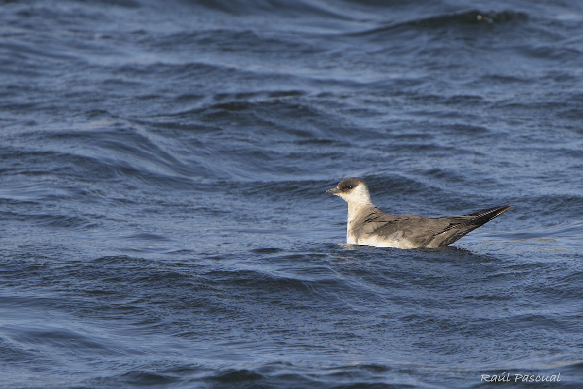 tyvjo - ML642659194