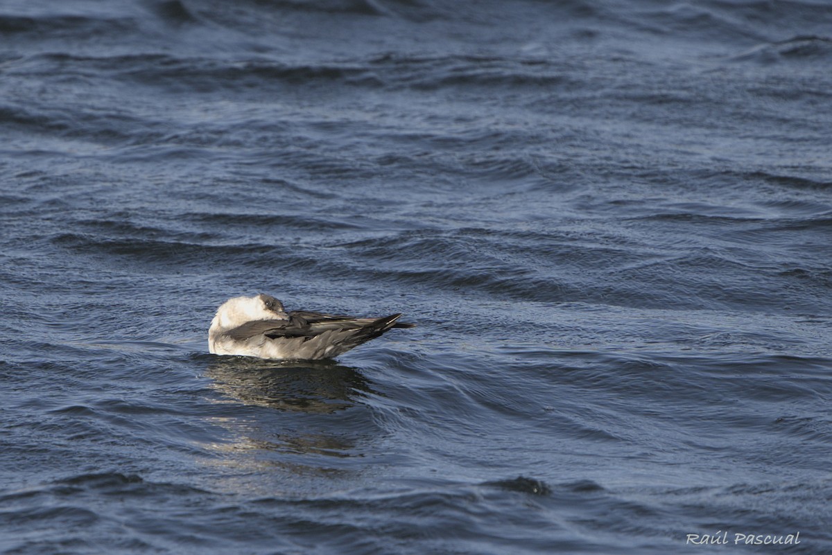 tyvjo - ML642659195