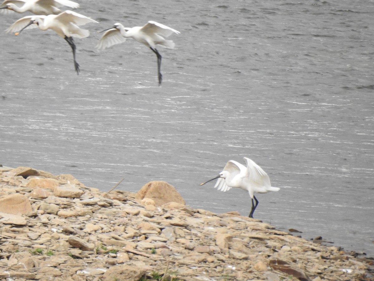 skjestork - ML642659209