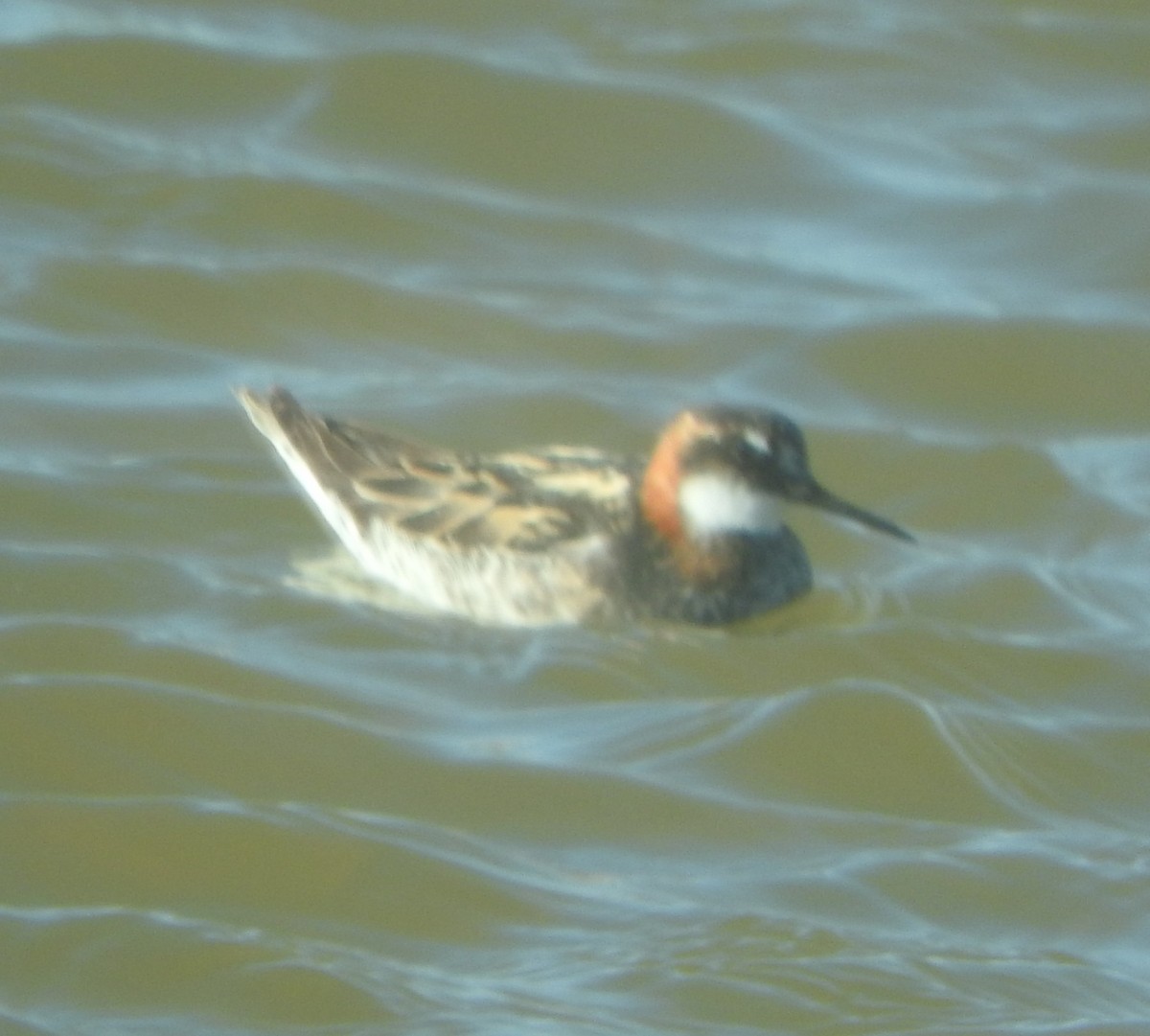 Red-necked Phalarope - ML642659219