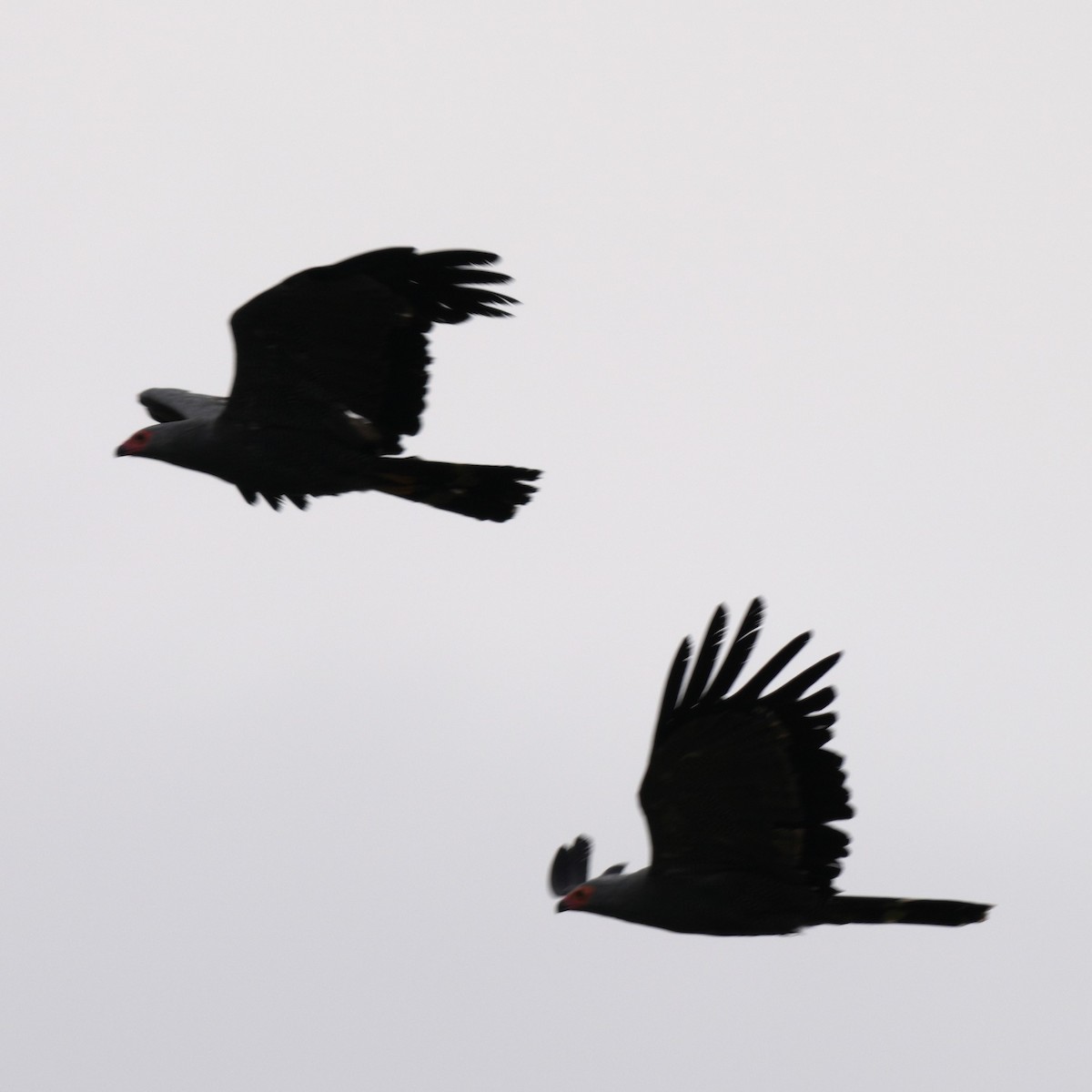 African Harrier-Hawk - ML642659224