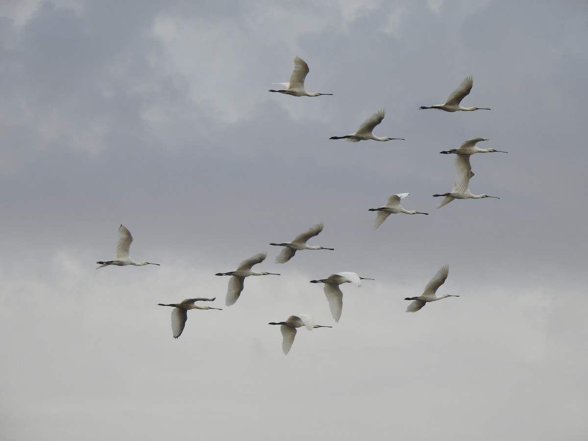 skjestork - ML642659226
