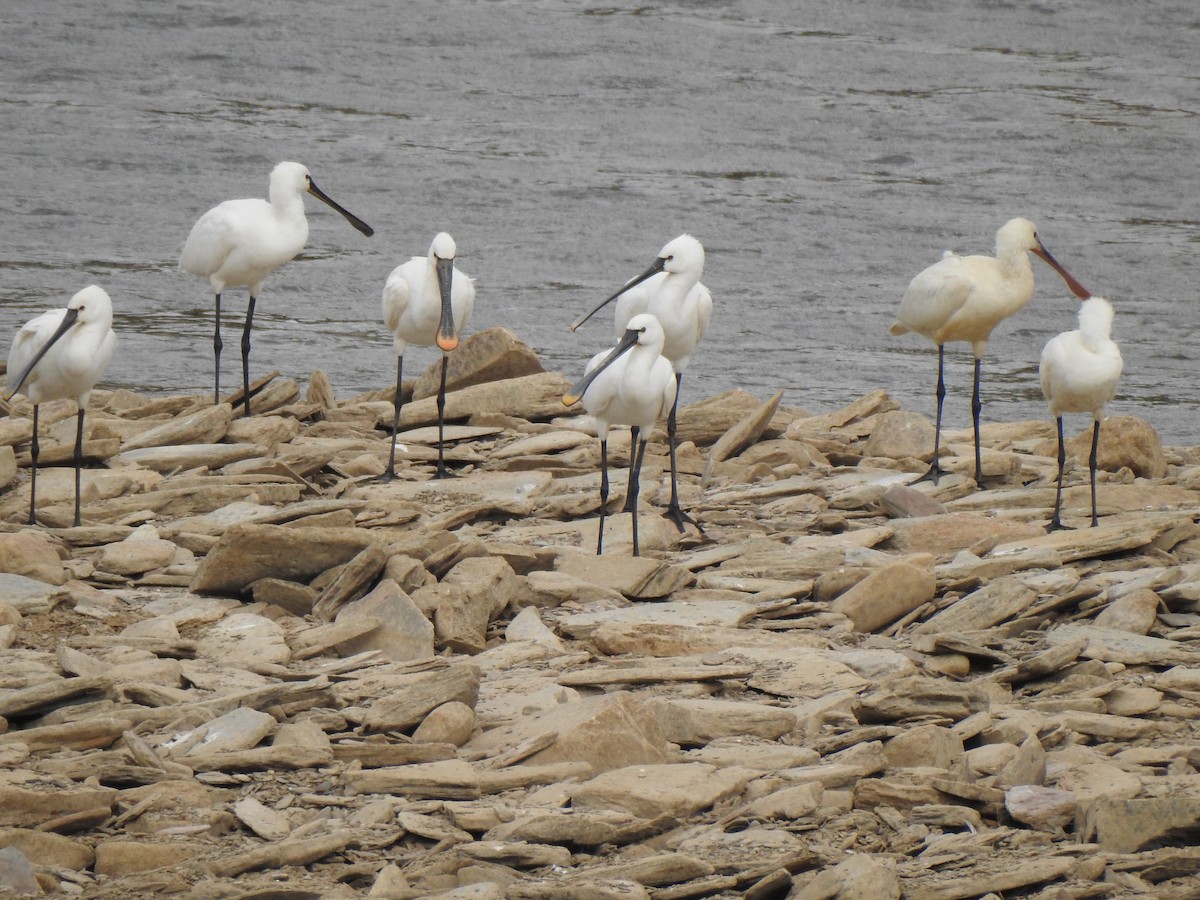 skjestork - ML642659227