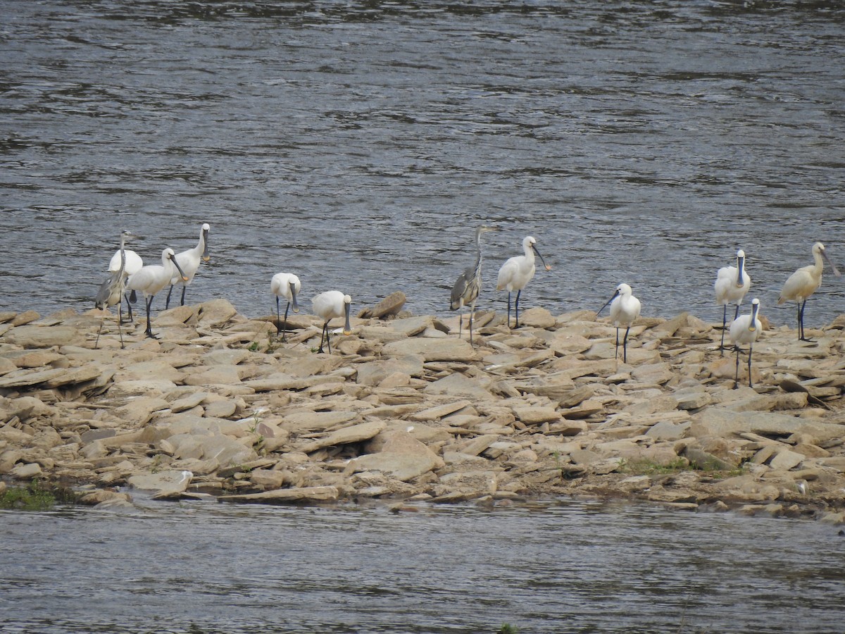 skjestork - ML642659228