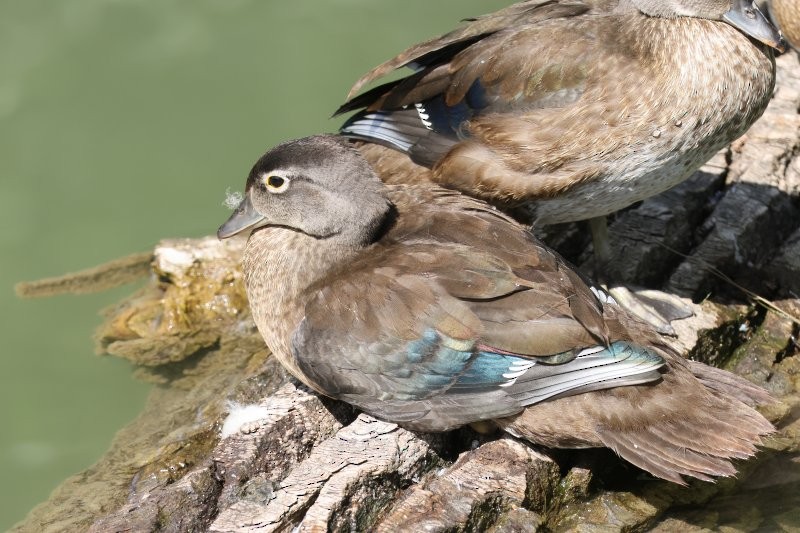 Wood Duck - ML642659229