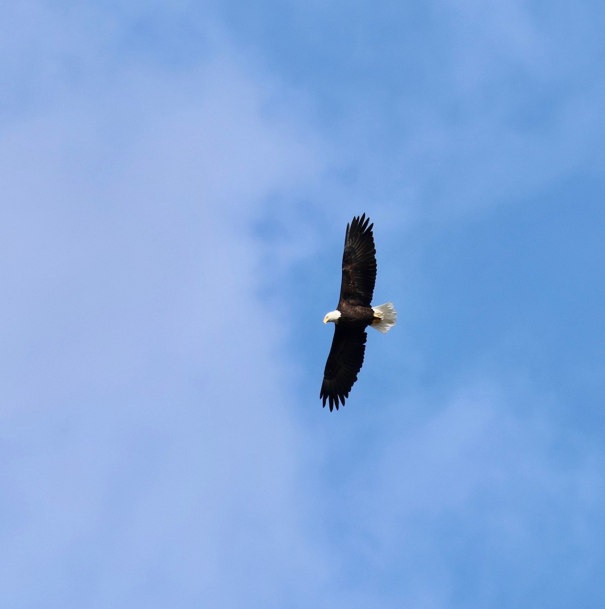 Bald Eagle - ML642659236