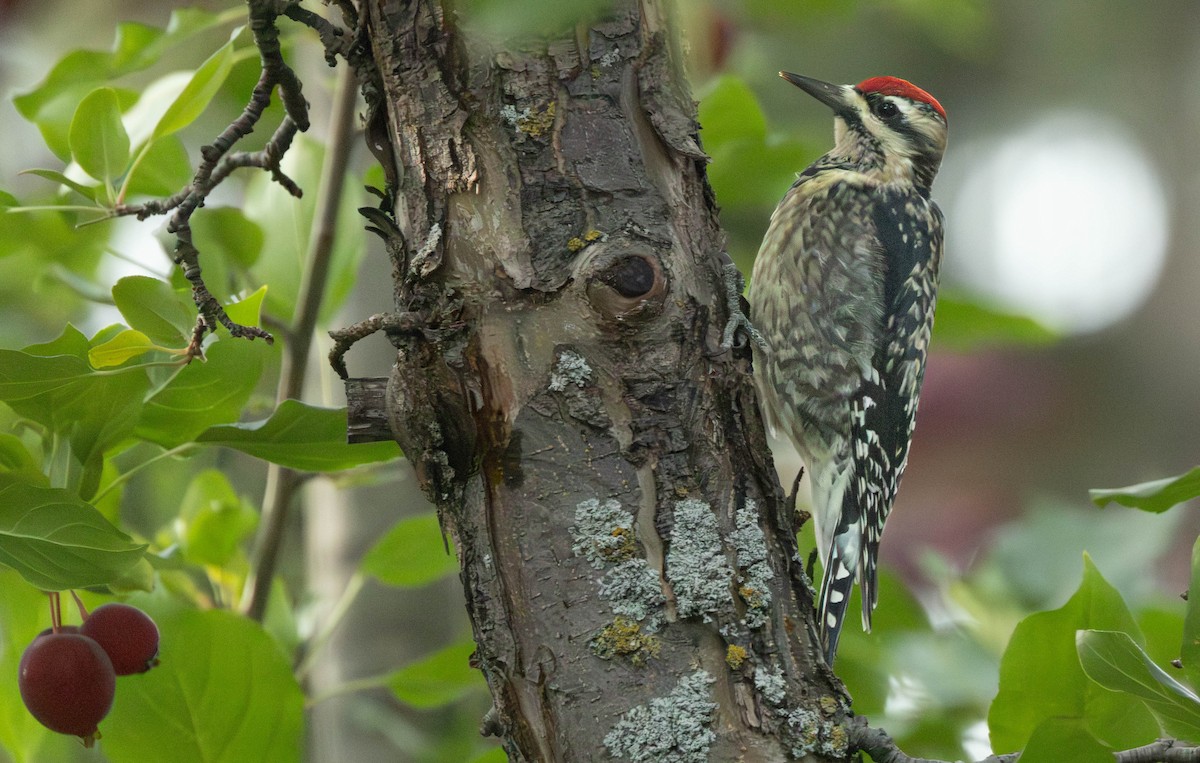 datel rudohrdlý - ML642659239