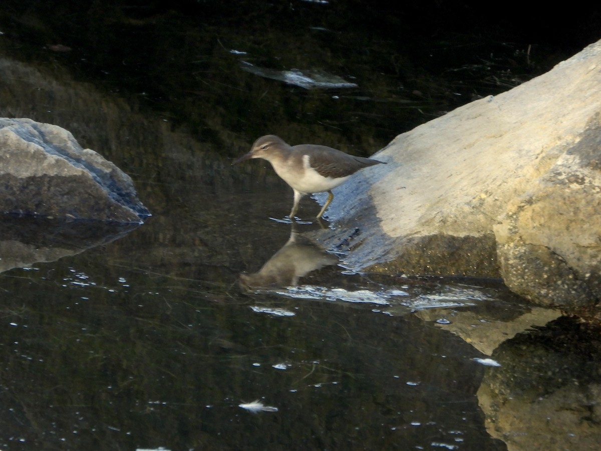 pisík americký - ML642659247