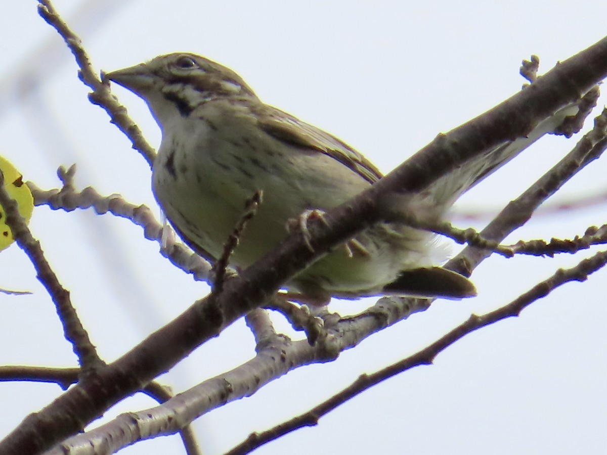 Lark Sparrow - ML642659254