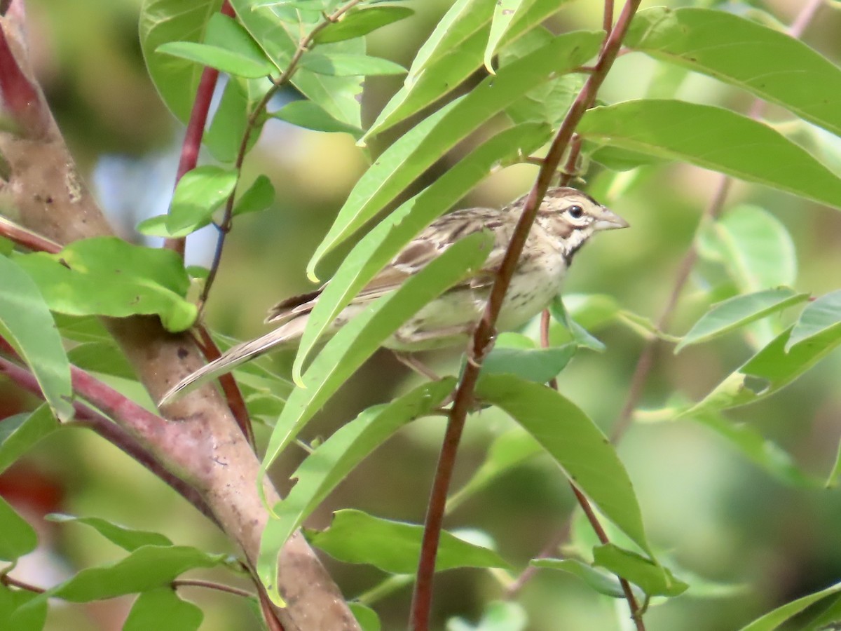Lark Sparrow - ML642659255
