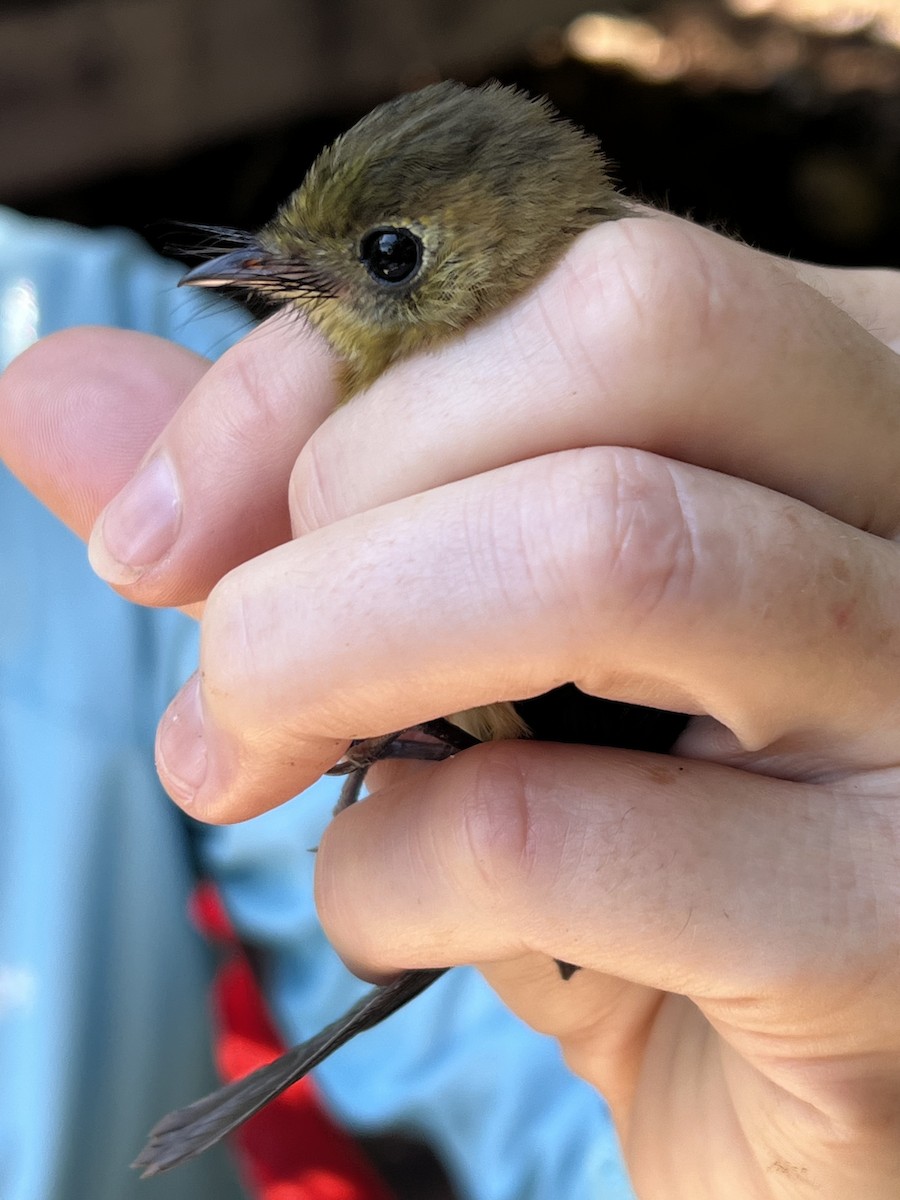 Sulphur-rumped Flycatcher - ML642659289