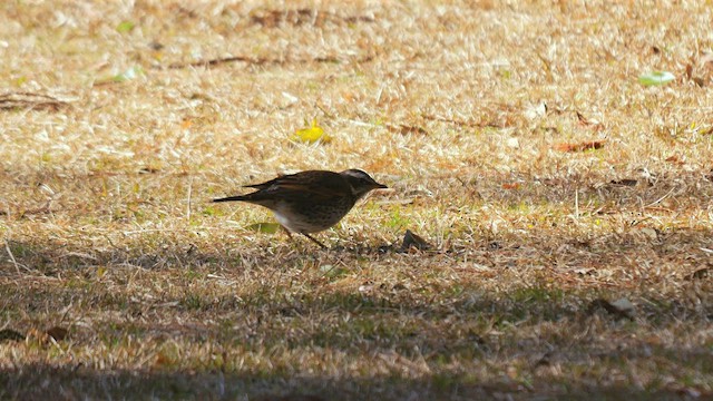 Dusky Thrush - ML642659348