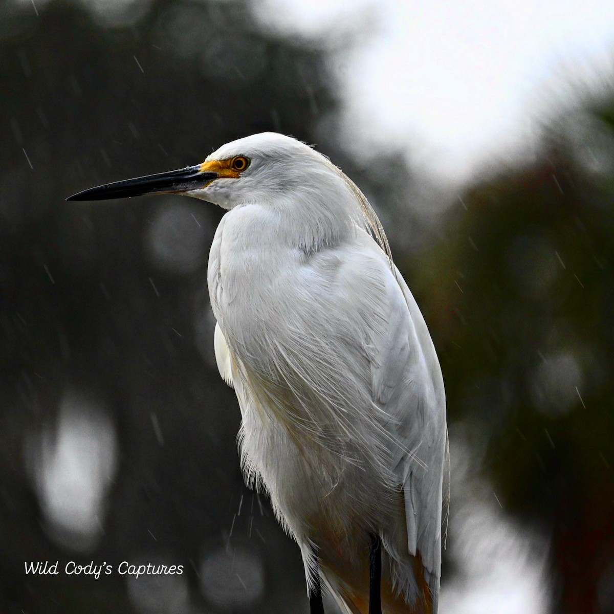 Snowy Egret - ML642659350
