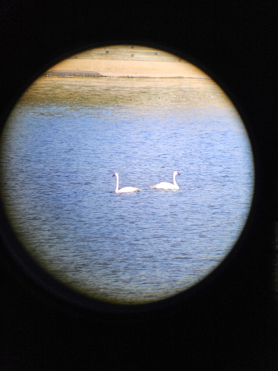 Trumpeter Swan - ML642659352