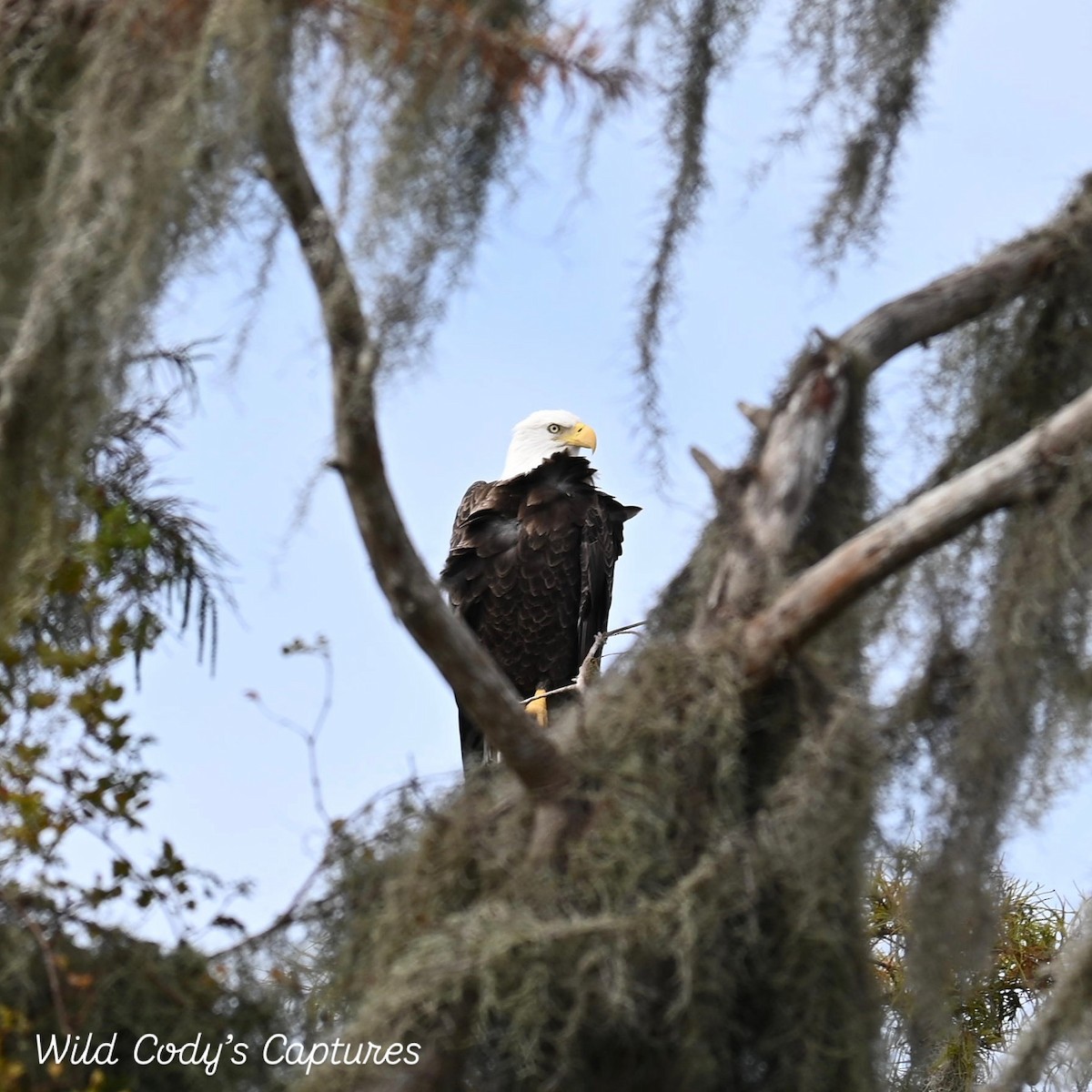 Bald Eagle - ML642659364