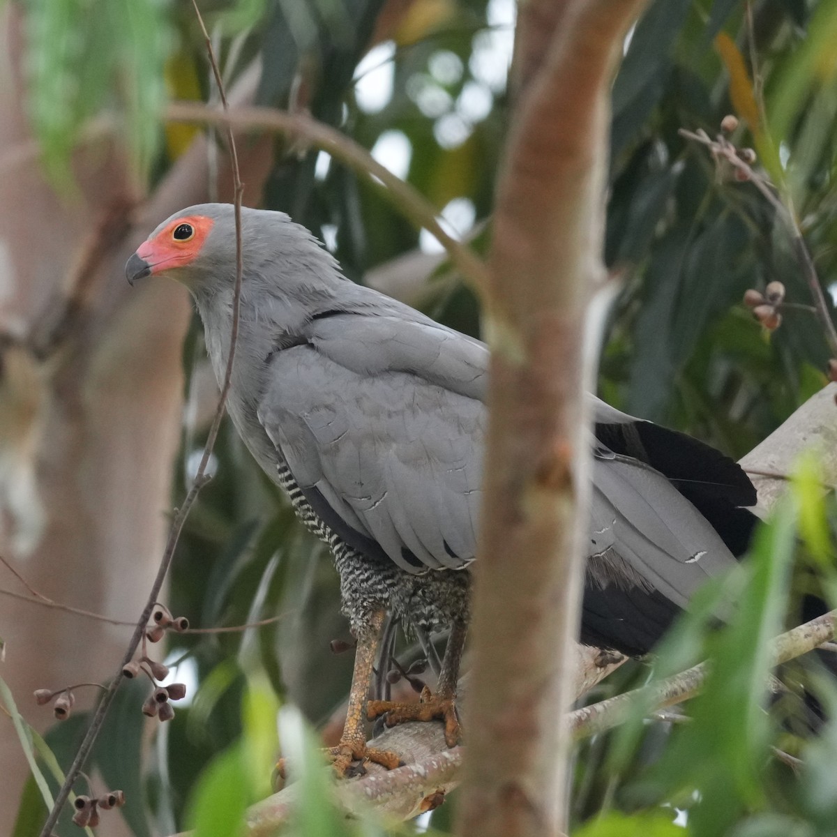 African Harrier-Hawk - ML642659378