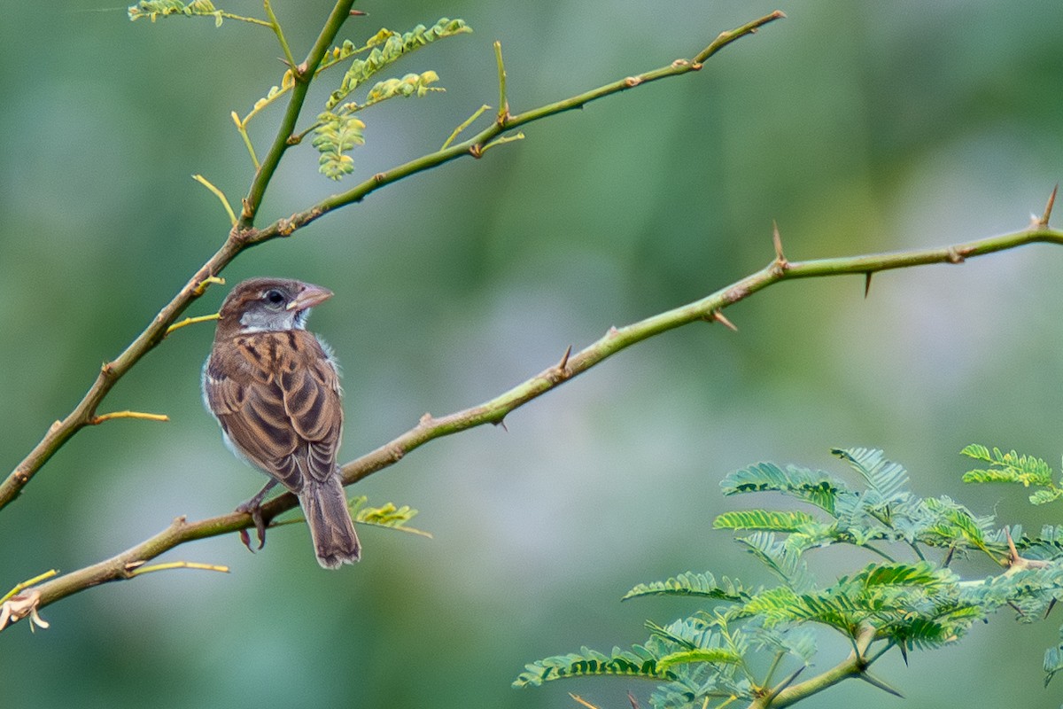 House Sparrow - ML642659383
