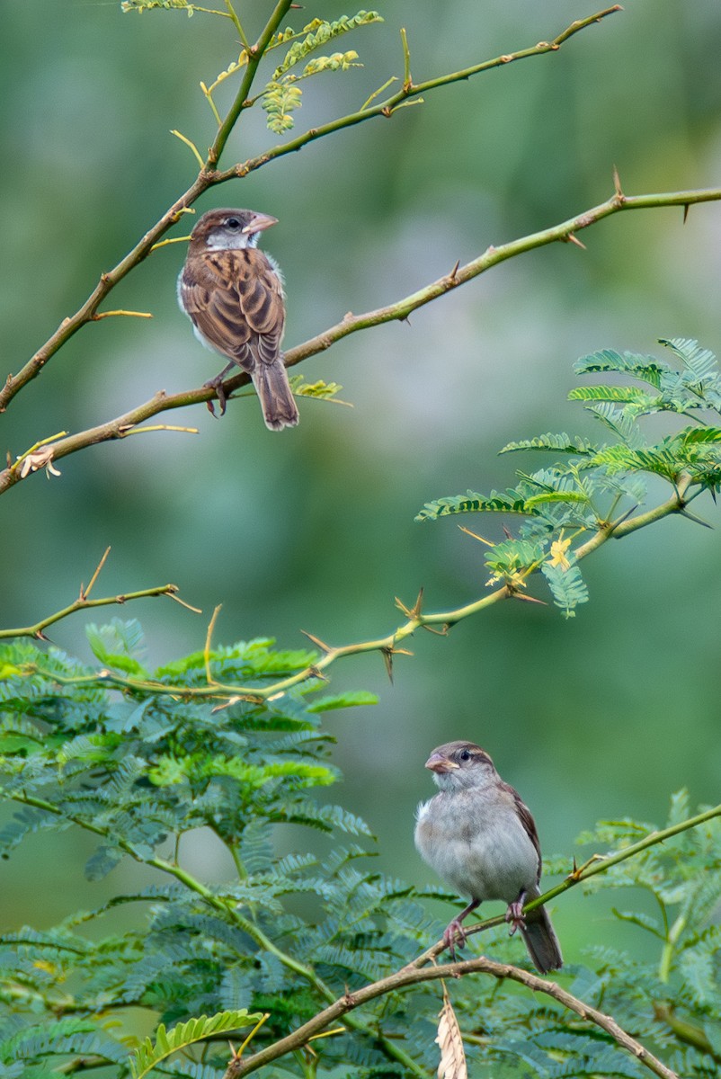 House Sparrow - ML642659384