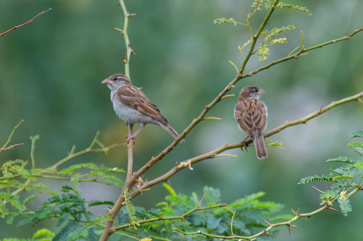 House Sparrow - ML642659388