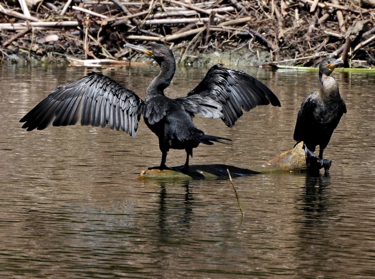 Neotropic Cormorant - ML642659392