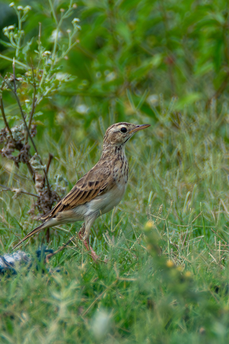 Paddyfield Pipit - ML642659394