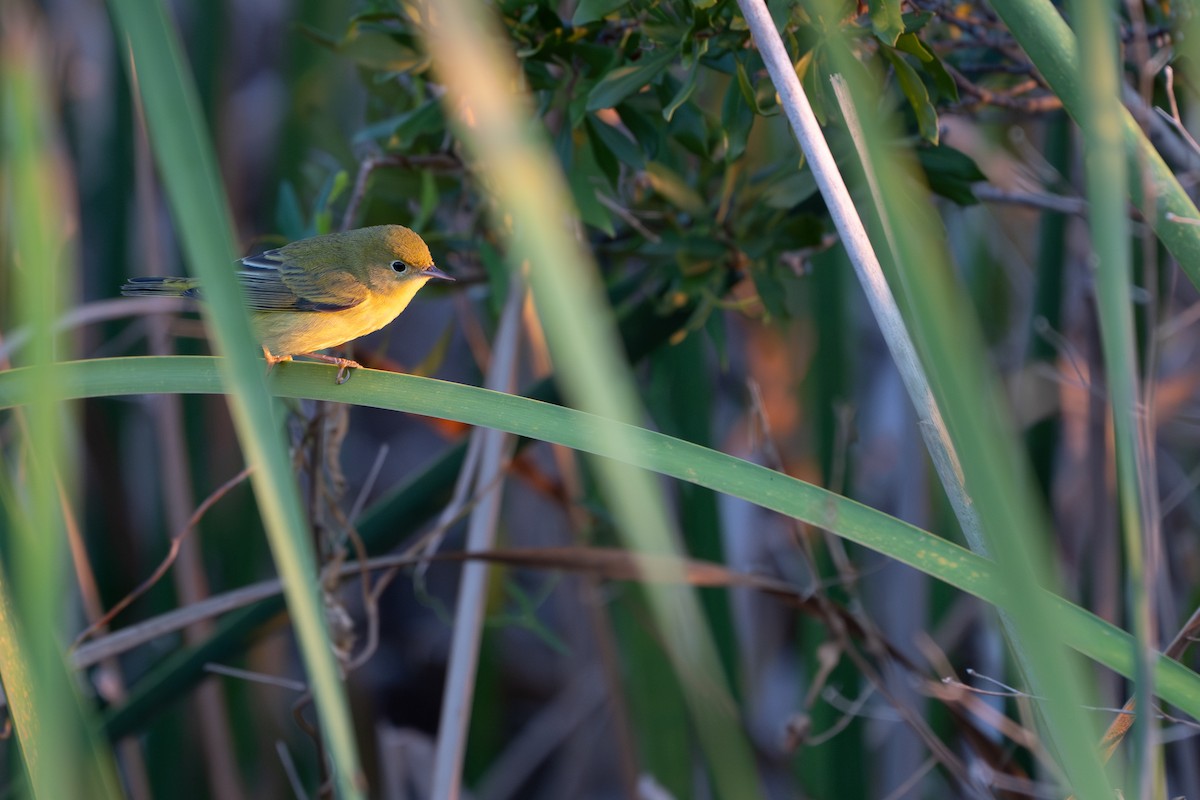 Paruline jaune - ML642659399