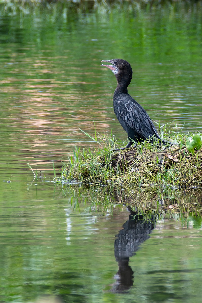 Indian Cormorant - ML642659414